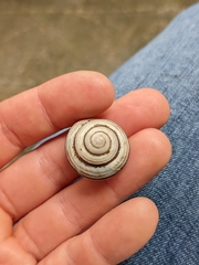 Caucasotachea vindobonensis