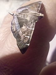 Lamprosema