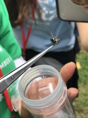 Lucilia illustris