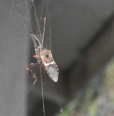 Leptoglossus clypealis