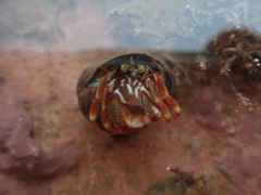 Pagurus acadianus