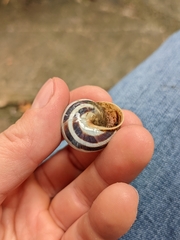 Caucasotachea vindobonensis