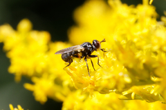 Thecophora