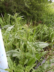 Rumex hydrolapathum