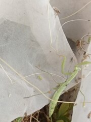 Mantis religiosa