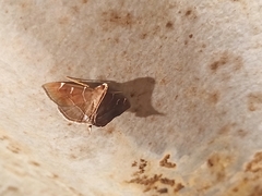 Lamprosema
