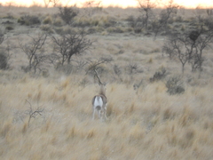 Antilope cervicapra