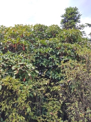 Rhododendron latoucheae