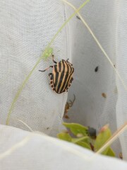 Graphosoma italicum