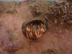 Pagurus acadianus
