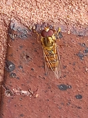 Episyrphus balteatus