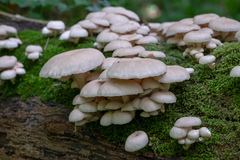 Pleurotus