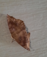 Eutrapela clemataria
