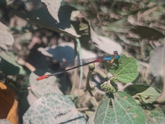 Ceriagrion cerinorubellum