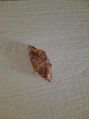 Eutrapela clemataria