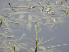 Potamogeton lucens