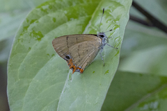 Heliophorini