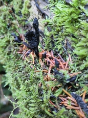 Xylaria longipes