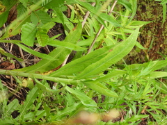 Ranunculus aquatilis