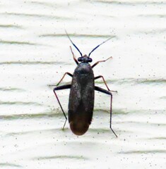 Orthocephalus saltator