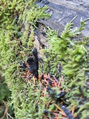 Xylaria longipes