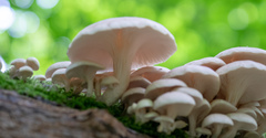 Pleurotus