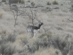 Antilope cervicapra