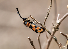 Zygaena fausta