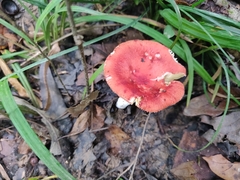 Leucoagaricus rubrotinctus