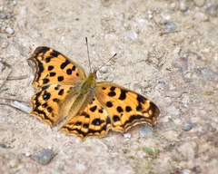 Polygonia c-aureum