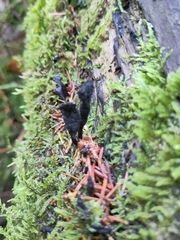 Xylaria longipes