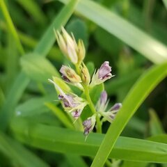 Alysicarpus vaginalis