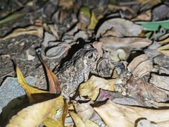 Duttaphrynus melanostictus