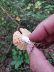 Leucoagaricus rubrotinctus