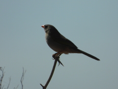 Embernagra platensis