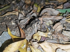 Duttaphrynus melanostictus