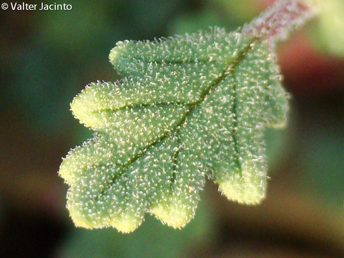 Dysphania pumilio