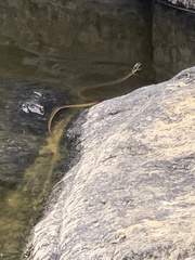 Thamnophis hammondii