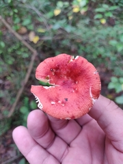 Leucoagaricus rubrotinctus