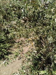 Elaeagnus angustifolia