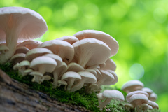 Pleurotus