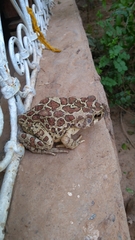 Sclerophrys mauritanica