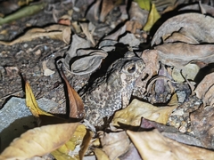 Duttaphrynus melanostictus
