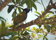Saltator atriceps raptor