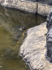 Thamnophis hammondii