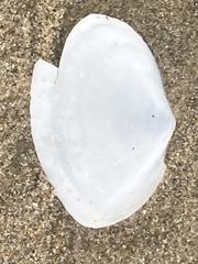 Rexithaerus secta