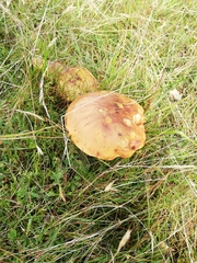 Suillus grevillei
