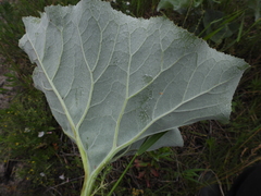 Petasites spurius