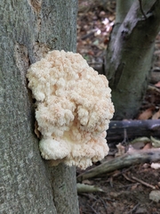 Hericium