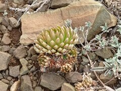 Orostachys spinosa